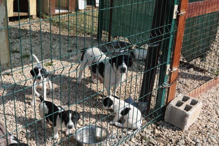 Започнува теренската активност „Нула кучиња бездомници во Чаир“