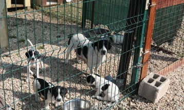 Започнува теренската активност „Нула кучиња бездомници во Чаир“