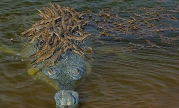 Загрозен крокодил на грбот носи повеќе од 100 младенчиња