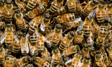 Американската пчела исчезнува