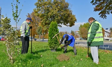 Засадени нови високоизраснати дрва во Карпош