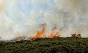 Во Сирија погубени 24 лица осудени за подметнување шумски пожари