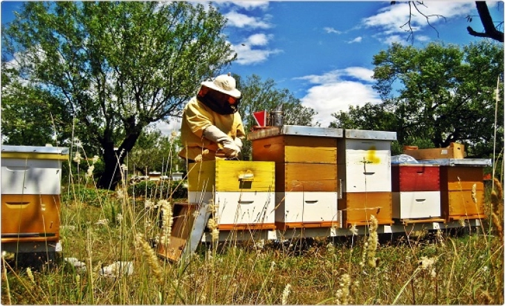 Традиционален словенечки пчеларник во Кочани