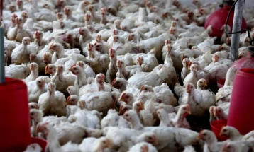 Во Полска во пет живинарски фарми откриен птичји грип