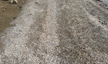 Брегот на Дебарско Езеро прекриен со угинати школки