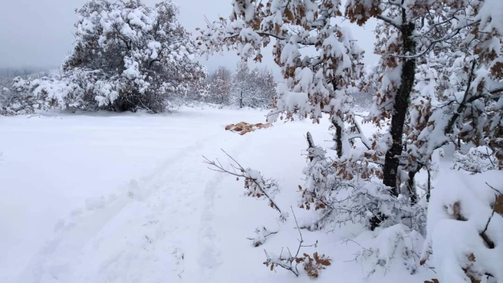Оставена храна за орлите мршојадци на хранилиштето „Витачево“