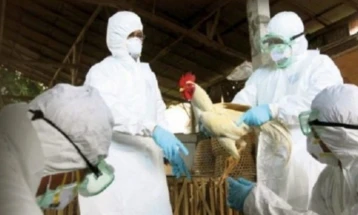 Во Франција се шири птичјиот грип, заразени 151 живинарска фарма