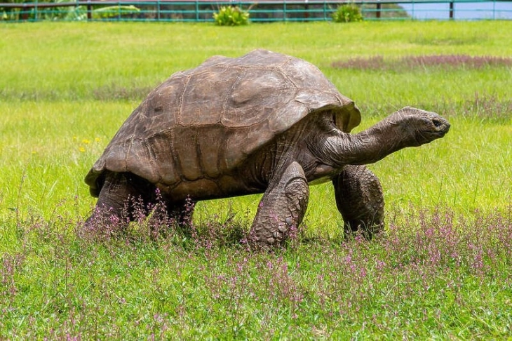 Секојдневието на најстарата желка на светот