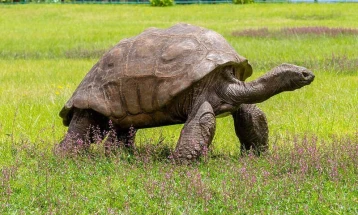 Секојдневието на најстарата желка на светот