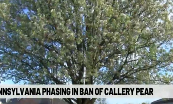Пенсилванија го забранува дрвото на крушата „callery“