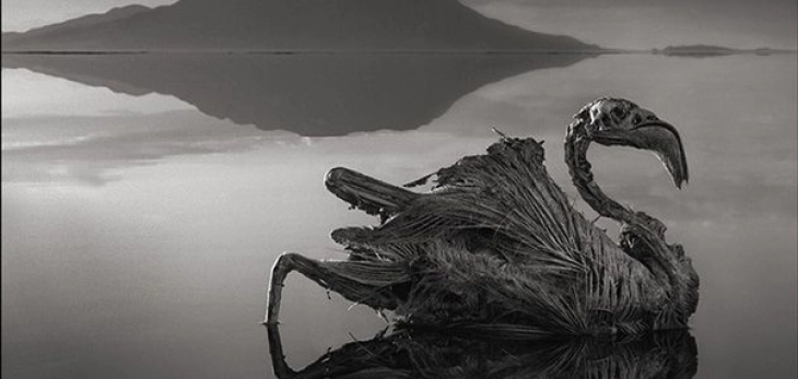 Езерото Натрон - едно од најморничавите места во светот