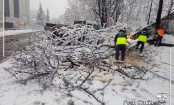 ЈП „Паркови и зеленило“ спроведува акција за расчистување на паднати дрвја и гранки на повеќе локации во Скопје