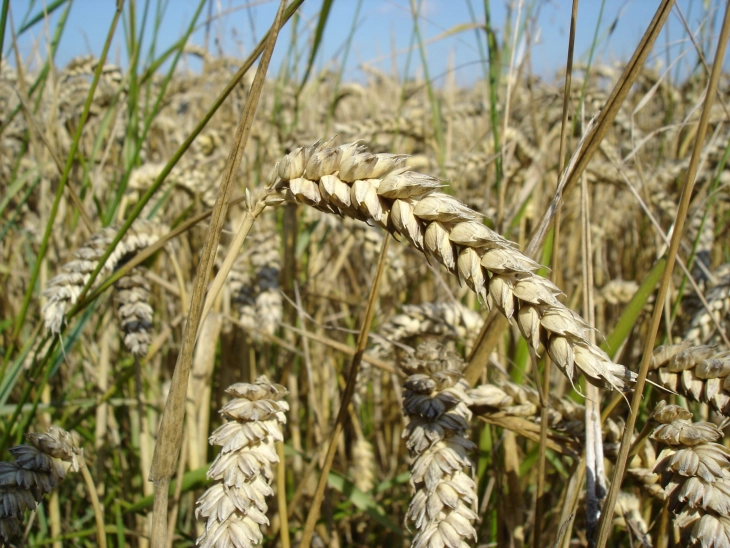 Интервентниот фонд ќе се проширува со нови мерки, подготвен план за зголемено производство на пченица