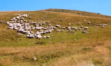 Здружение на сточари од кичевско: Сè помал интерес за овчарство