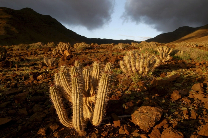 Глобално затоплување: Дури ни кактусите не можат да ја поднесат жештината
