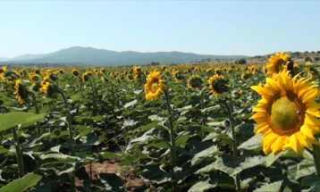 Производството на сончоглед на македонските ниви низ годините намалено за десет пати