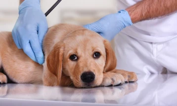 Светски ден на ветеринарната професија - За здрави животни се потребни здрави застапници