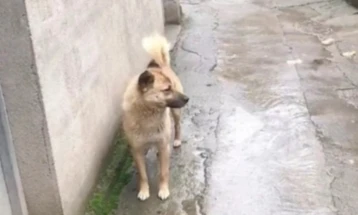 Кина: Куче минало 40 километри дома во потрага по својот покоен сопственик