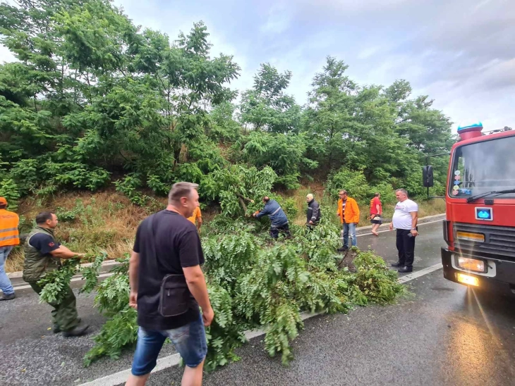 Невремето откорна дрвја и попречи патишта во Кривопаланечко