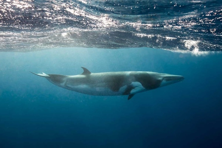 Уште еден кит виден во река во Франција