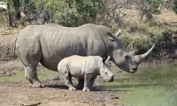 Носорозите се вратија во Мозамбик