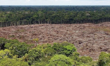 Во Амазонија за шест месеци уништени 3.988 квадратни километри шума