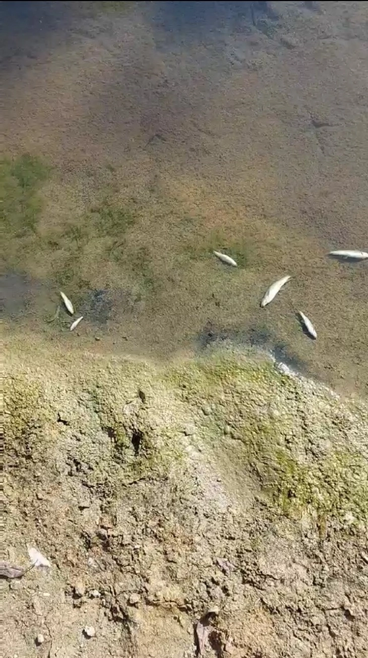 Претставник на Државниот инспекторат за животна средина изврши увид на место на угинатите риби во реката Брегалница во Делчево