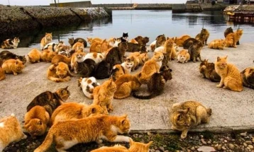 Јапонскиот „Остров на мачките“
