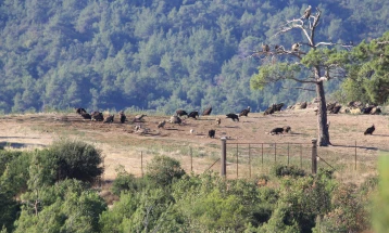 Започнува еколошката обнова на грчкиот Национален парк Дадиас по катастрофалниот пожар