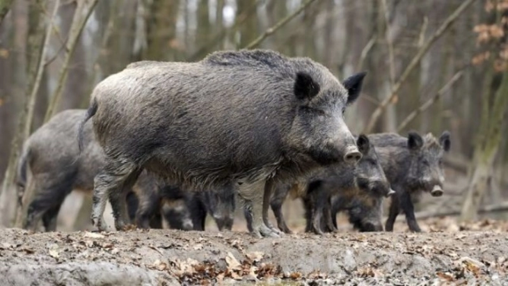 Од први септември започнува ловот на дивите свињи како една од мерките во борбата против болеста Африканска свинска чума