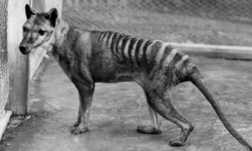 Научници тврдат дека можат да го вратат изумрениот тасманиски тигар