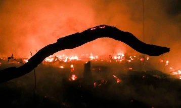 Најмалку 43 жртви во шумските пожари во Алжир