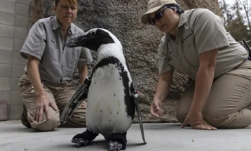 САД: Пингвин доби ортопедски обувки во Золошката градина во Сан Диего