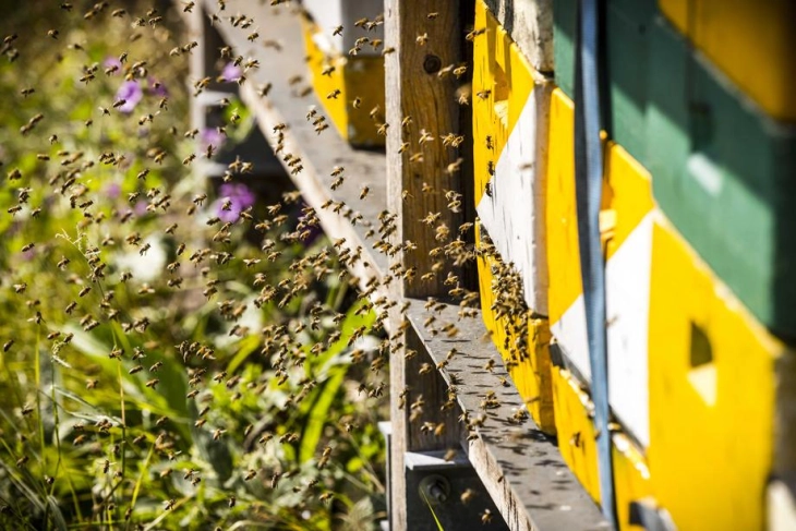 Американец во кома по 20.000 убоди од „пчели убијци“
