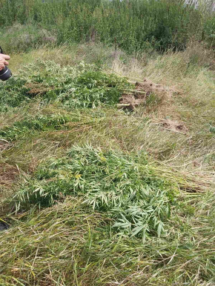 Пронајдени 319 стебла канабис во Пехчевско