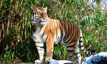 Зголемена популацијата на сибирски тигри
