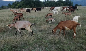 Исплатени 62.201.000 денари за обележани грла кози