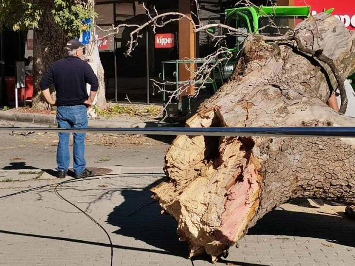 Се скрши голема трула гранка од стариот Чинар во населбата Кошишта во Охрид