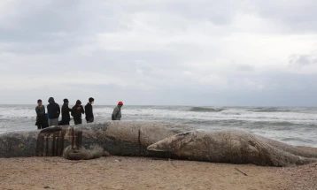 Најмалку 14 млади китови се насукаа и угинаа во јужна Австралија