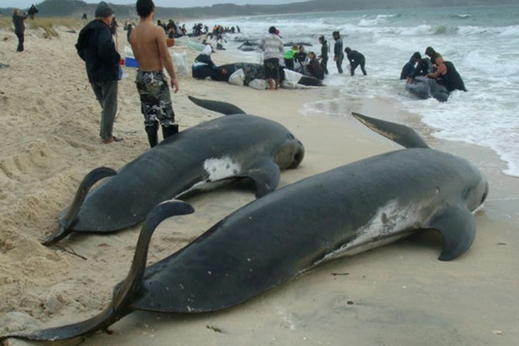 Околу 230 китови насукани на Тасманија