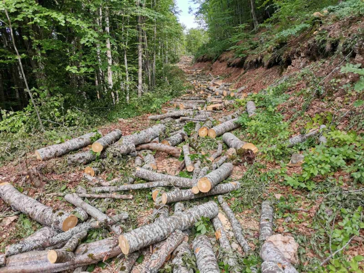 Британски производител на зелена струја сече шуми во Канада