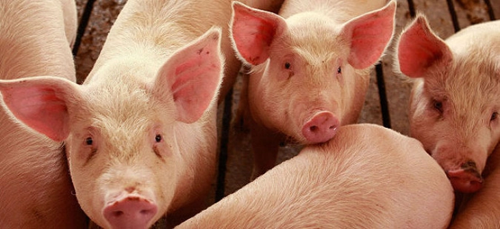 Бабовски: Со депопулацијата досега опфатени 3 348 свињи од кои 3 215 се еутаназирани