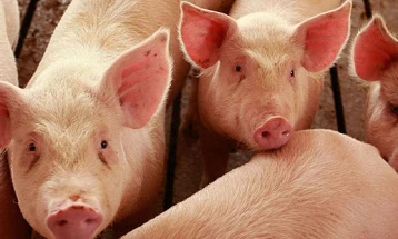 Бабовски: Со депопулацијата досега опфатени 3 348 свињи од кои 3 215 се еутаназирани