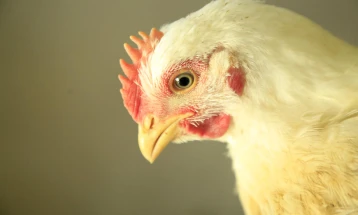 Холандската Влада: Ќе бидат усмртени уште 300.000 пилиња заразени со птичји грип