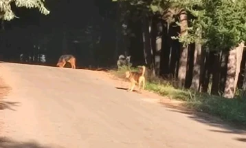 Акција за заловување кучиња скитници во Пехчево