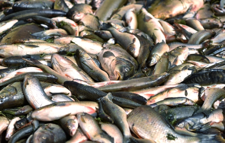 Murtajë masive e peshqve në lumin çek Taja