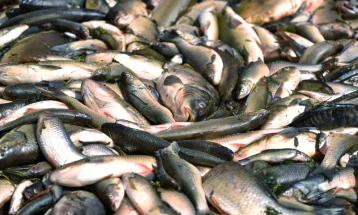 Murtajë masive e peshqve në lumin çek Taja