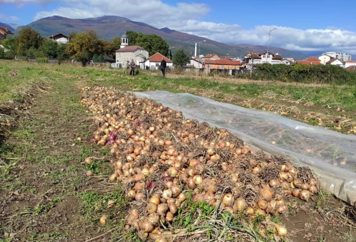 Të korrat përgjysmohen, qepët kalben në fushat e Banjicës