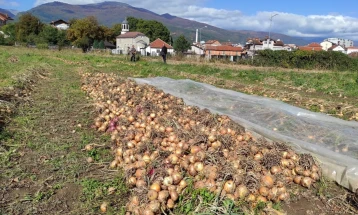 Të korrat përgjysmohen, qepët kalben në fushat e Banjicës