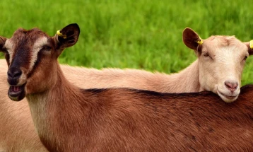 Almost 3 million euros given in subsidies for raising female goats, certified seed material